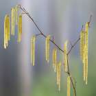 USA- Washington State- Seabeck. Pollen-producing male parts of beaked hazelnut catkin plant. Art Print